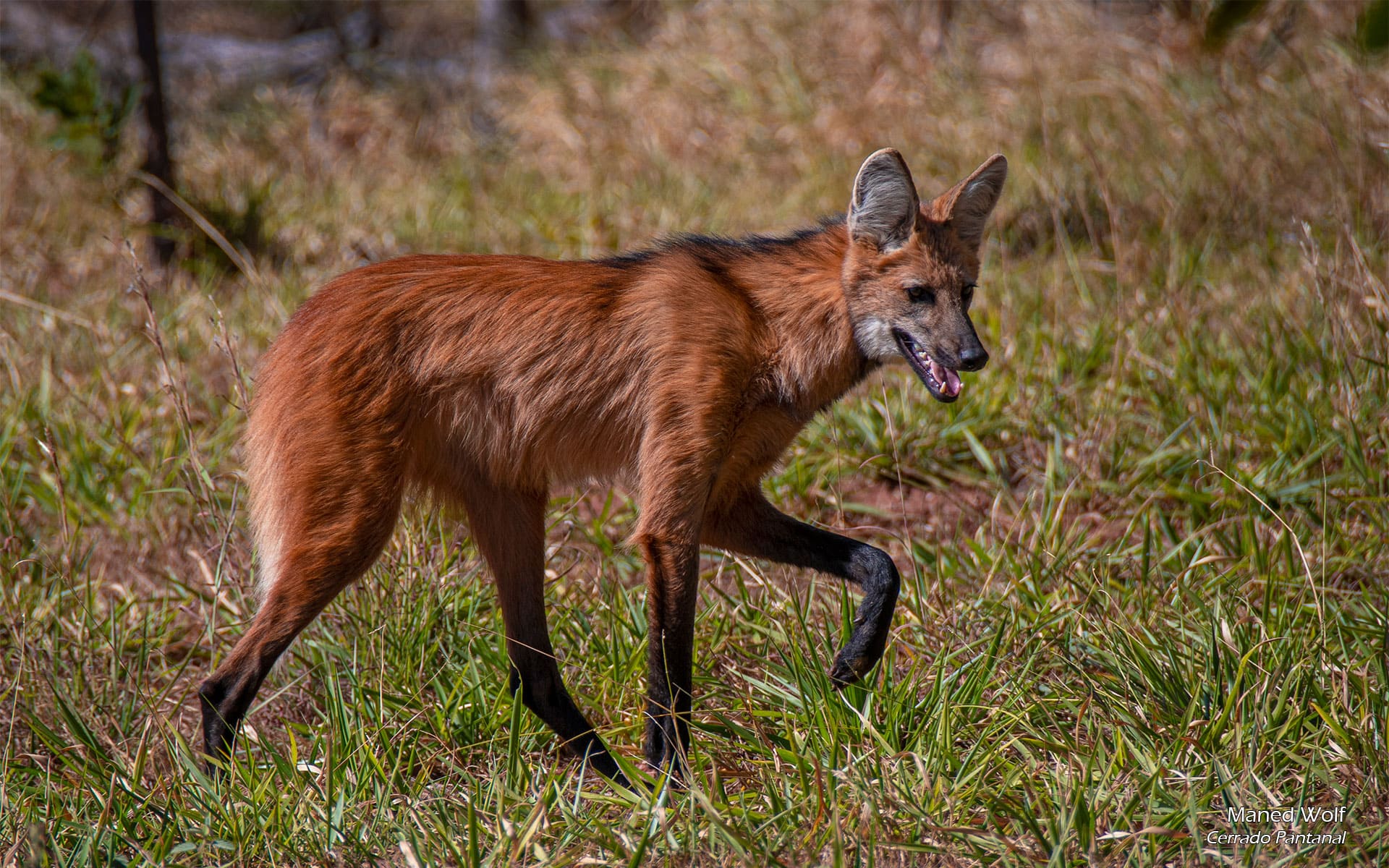 MS - Fauna - Pantanal - Lobo Gruará 01