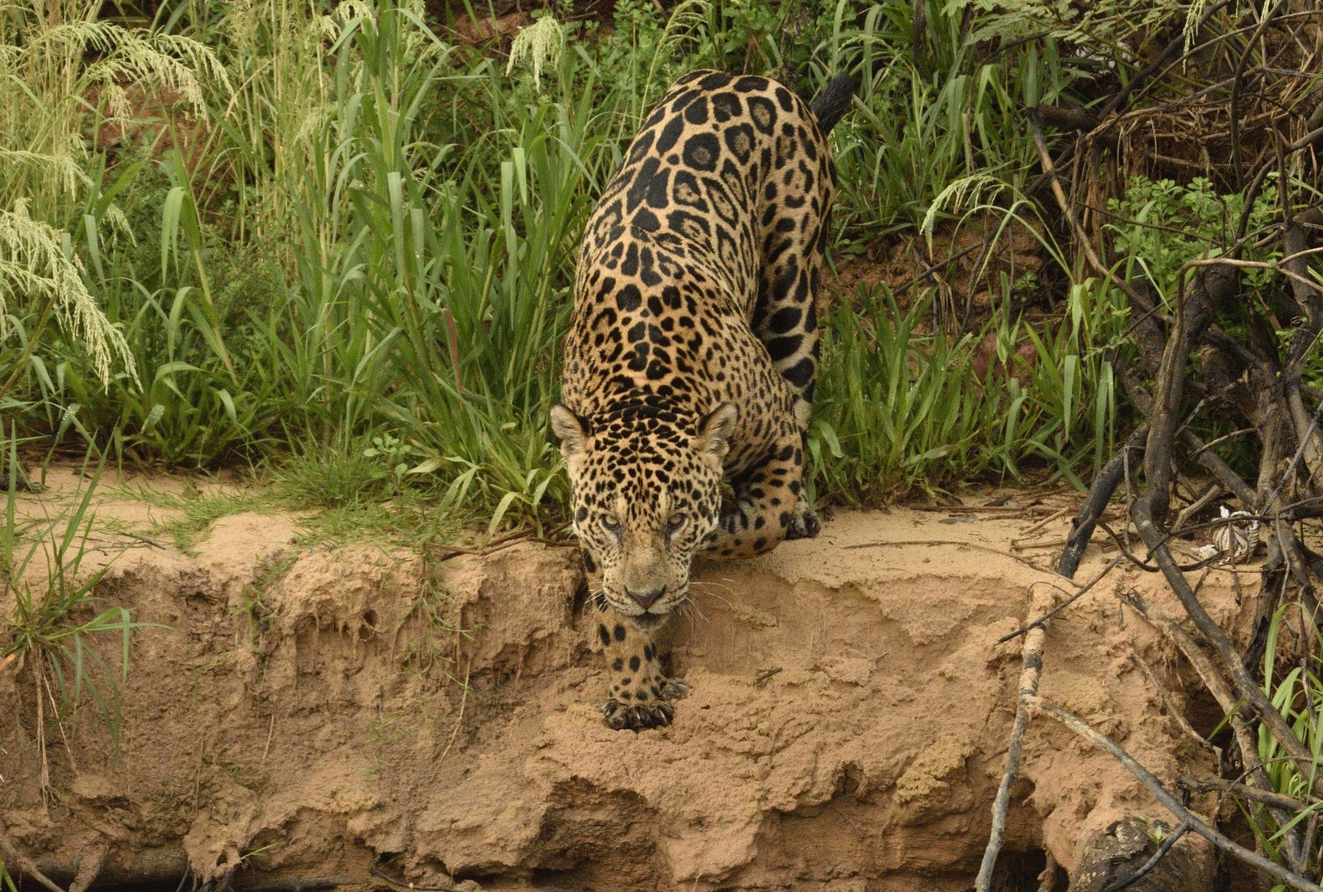 MS - Fauna - Pantanal - Onça Pintada 02